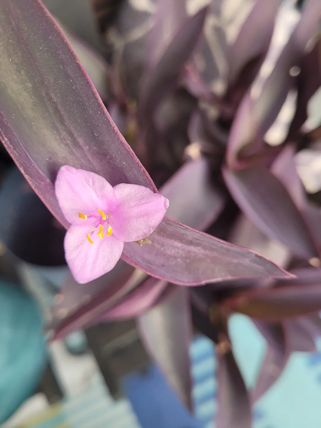 Purple Heart Plant in Jute Pot thumbnail