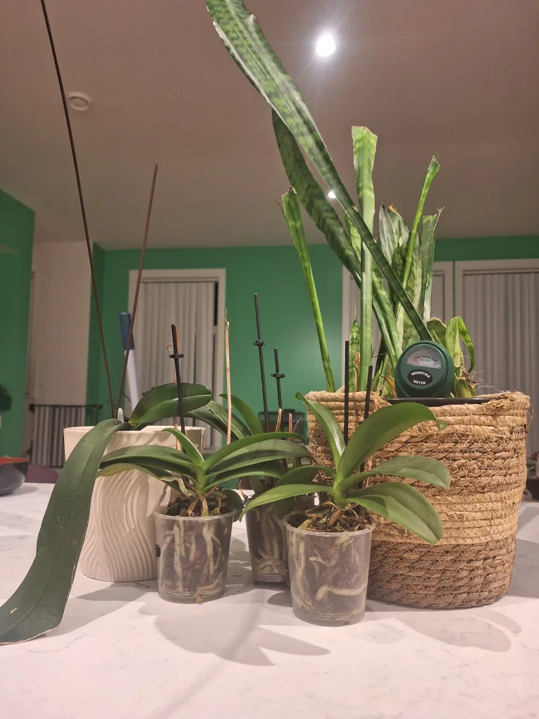 plants thumbnail