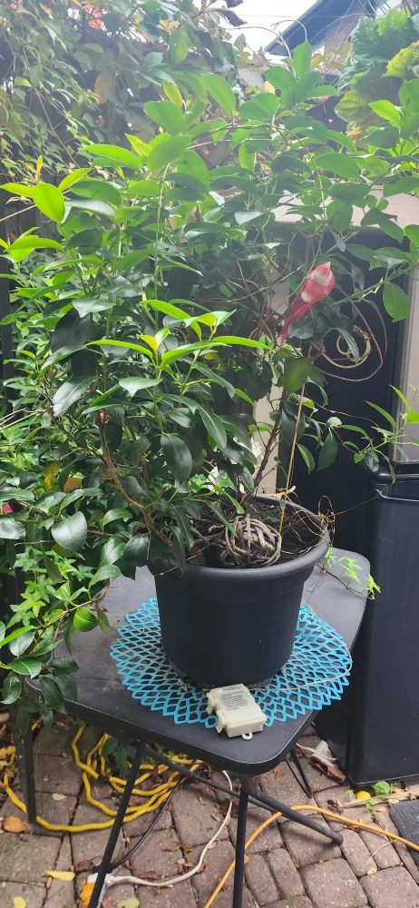 Potted Mandevilla Plant image indicator(3)