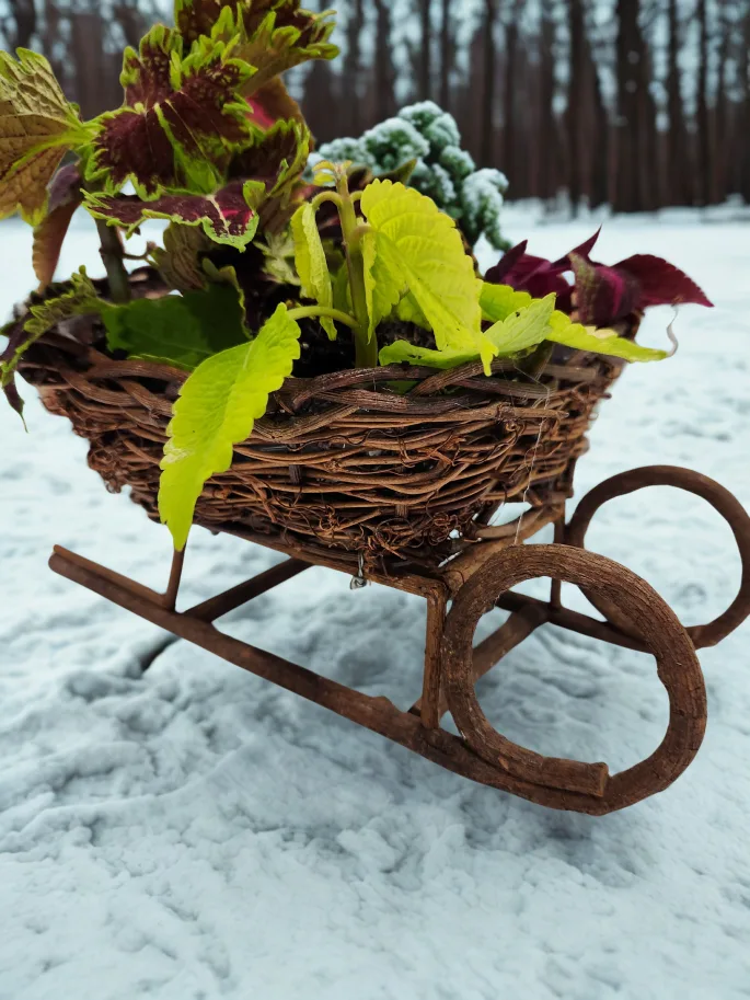 Wicker Sleigh Planter filled with coleus plants thumbnail