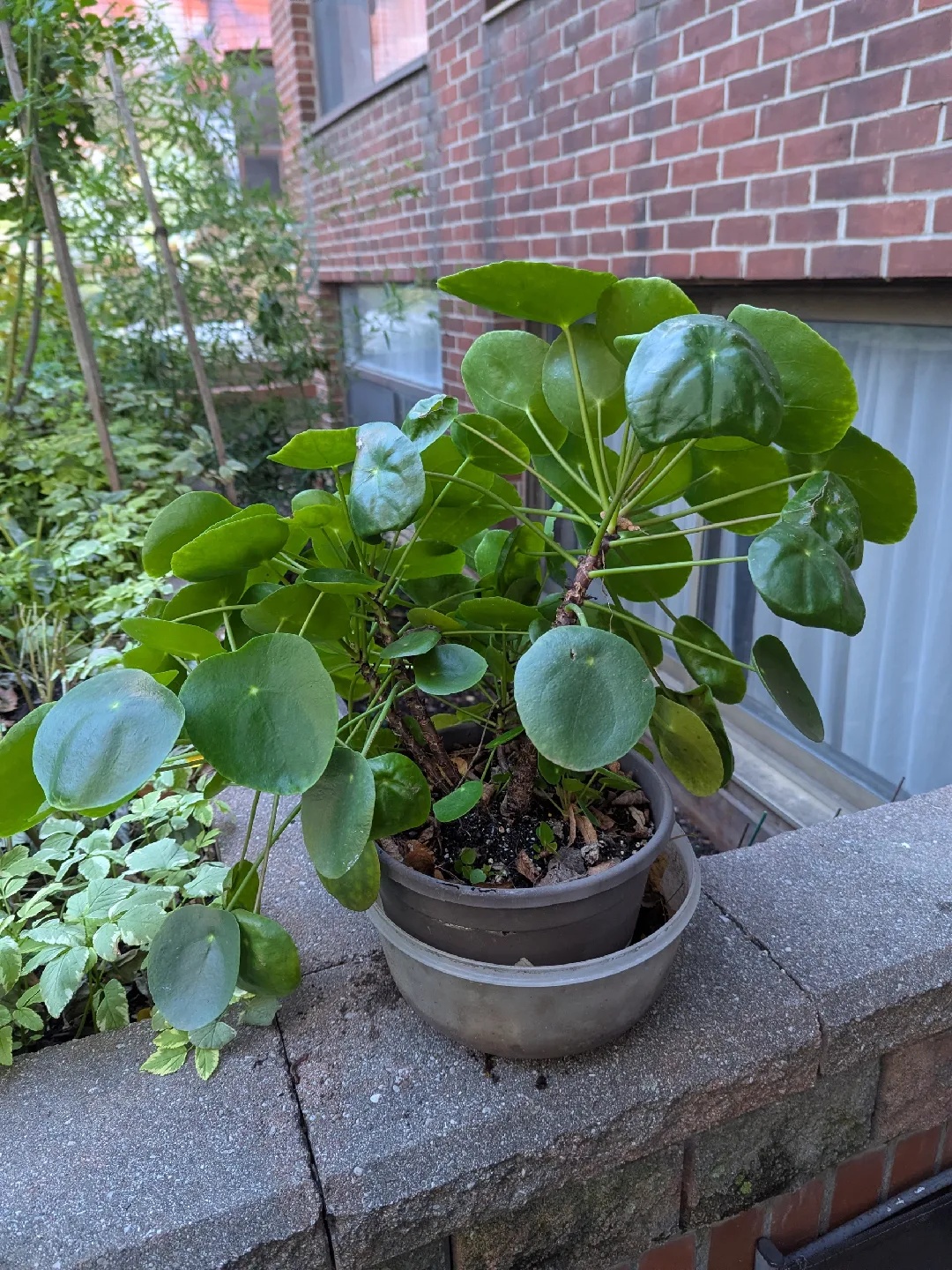Chinese Money Plant