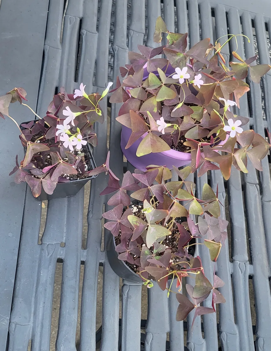 Oxalis Triangularis Plant with Purple Leaves thumbnail