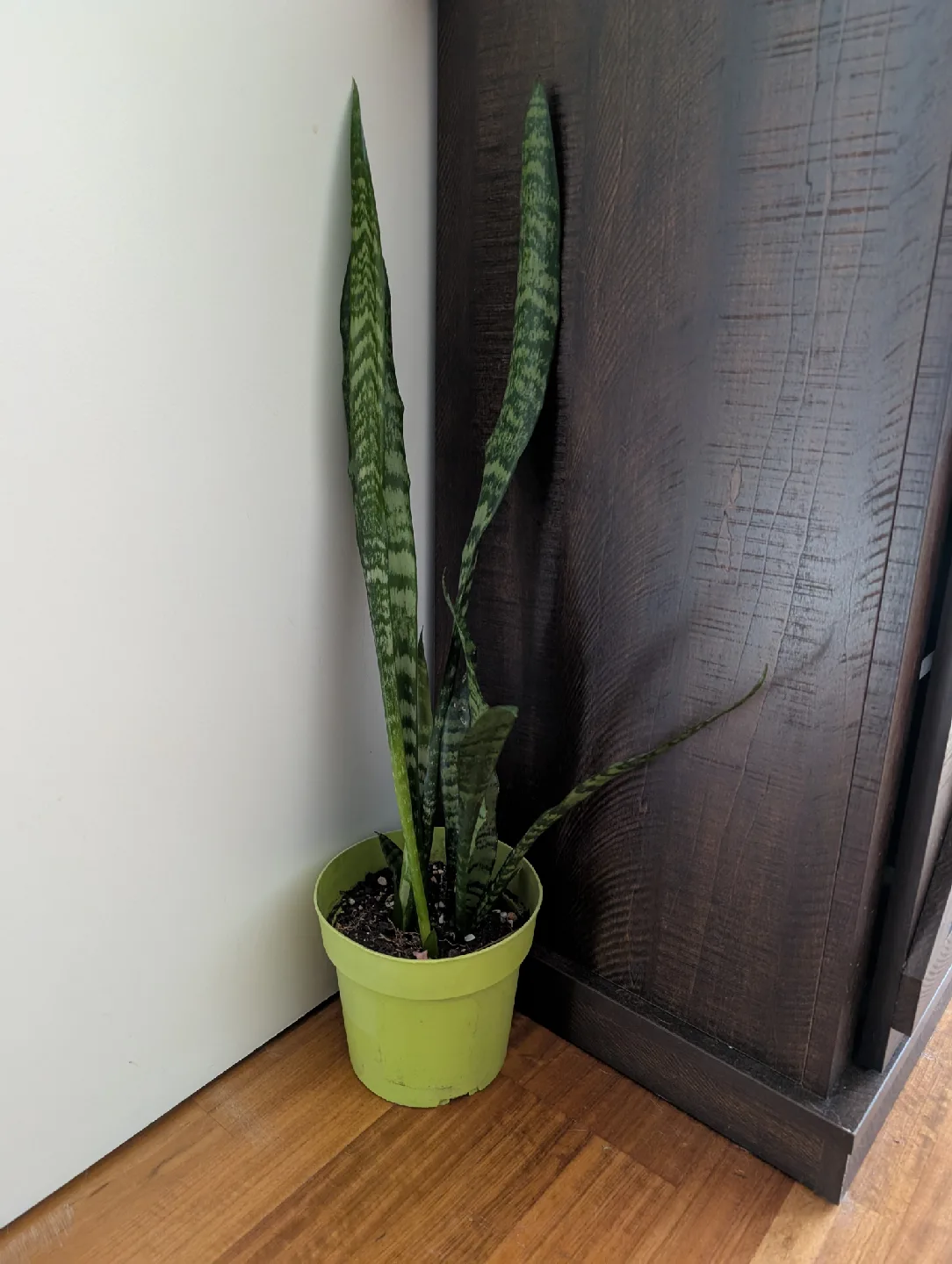 Tall Snake Plant thumbnail