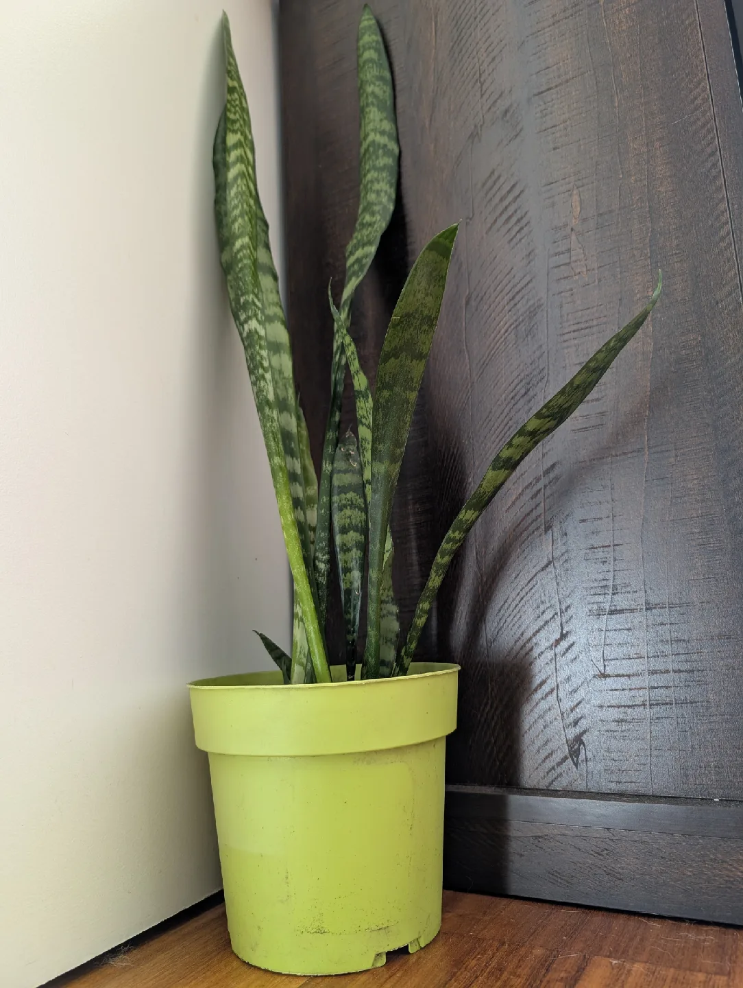 Tall Snake Plant image indicator(2)