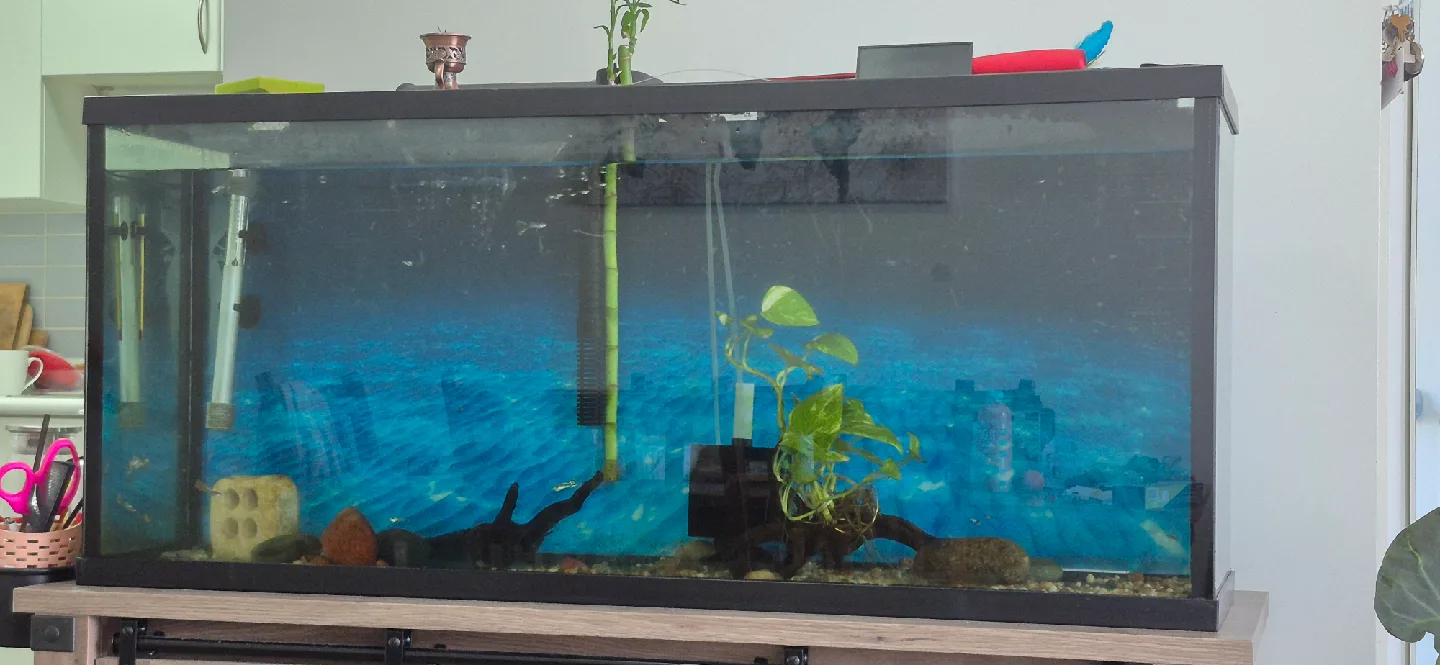 55 gallons Fish Tank with hanging filter, bubble spong filter.