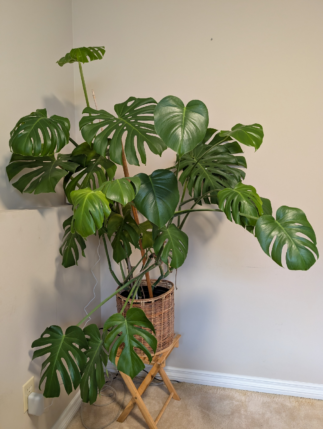 Monstera Deliciosa Plant