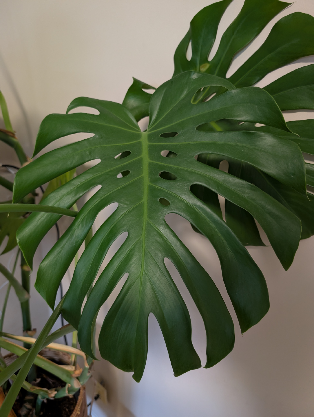Monstera Deliciosa Plant - photo 2