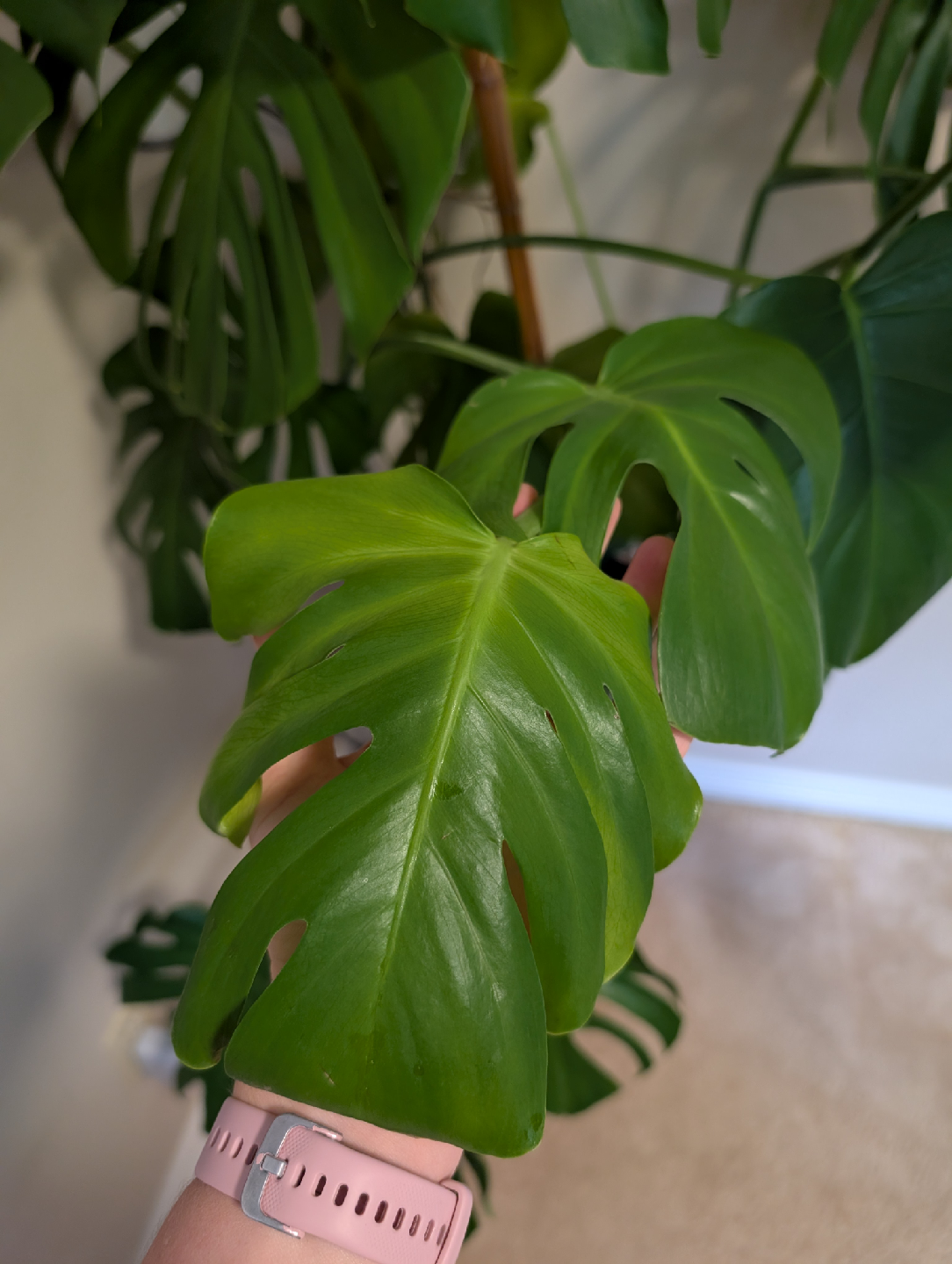 Monstera Deliciosa Plant - photo 4