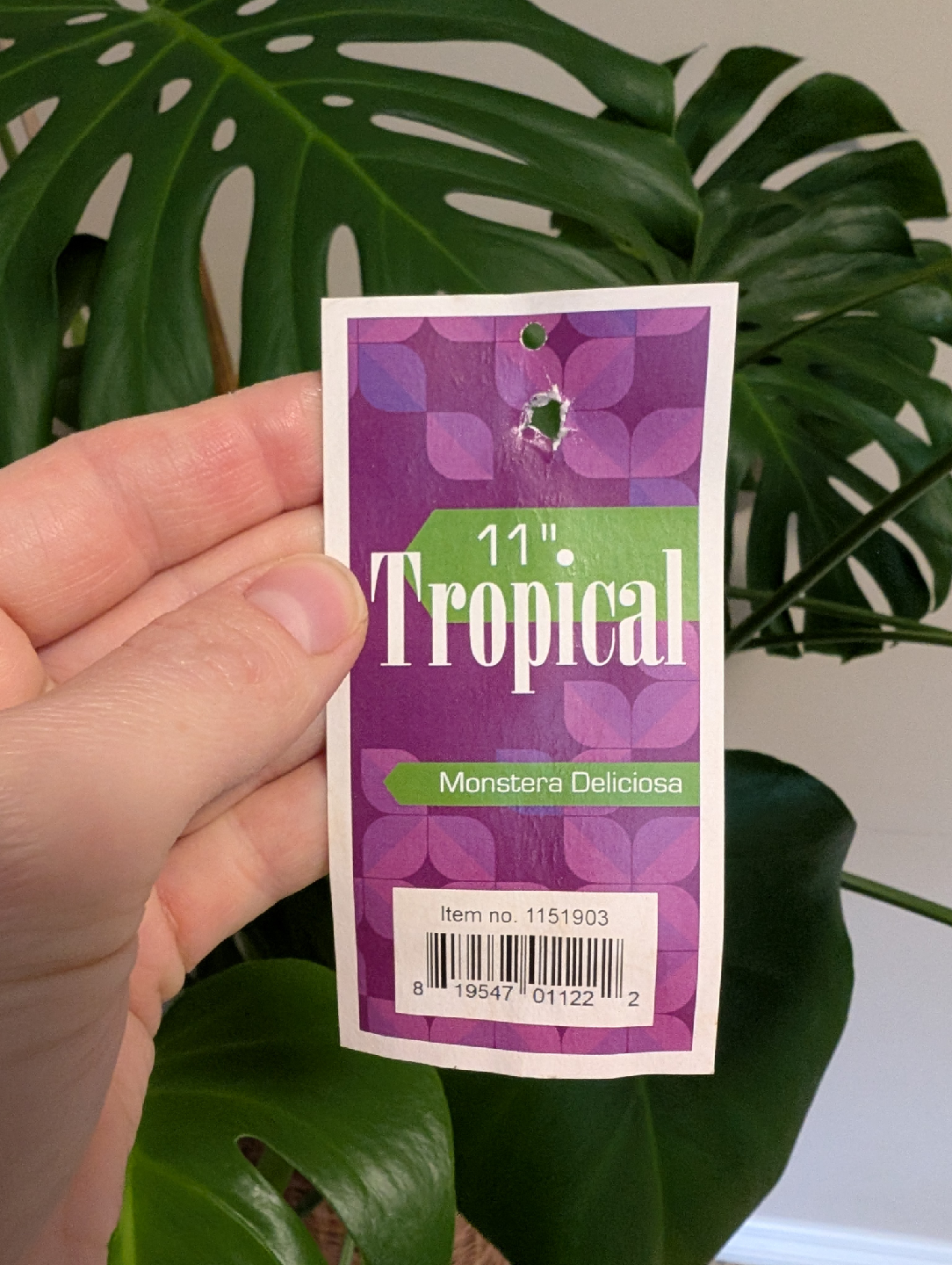 Monstera Deliciosa Plant - photo 5