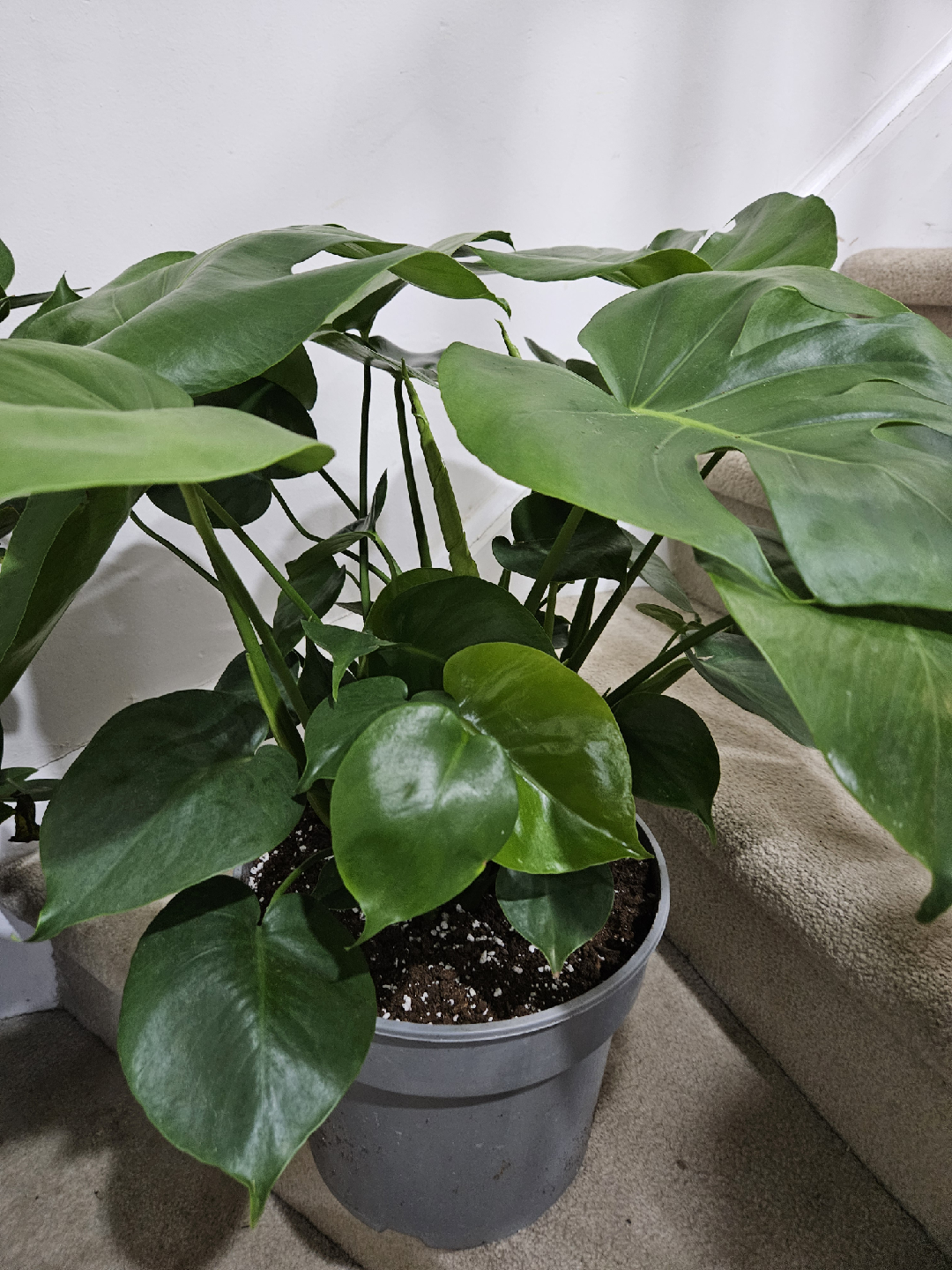 monstera 🥕