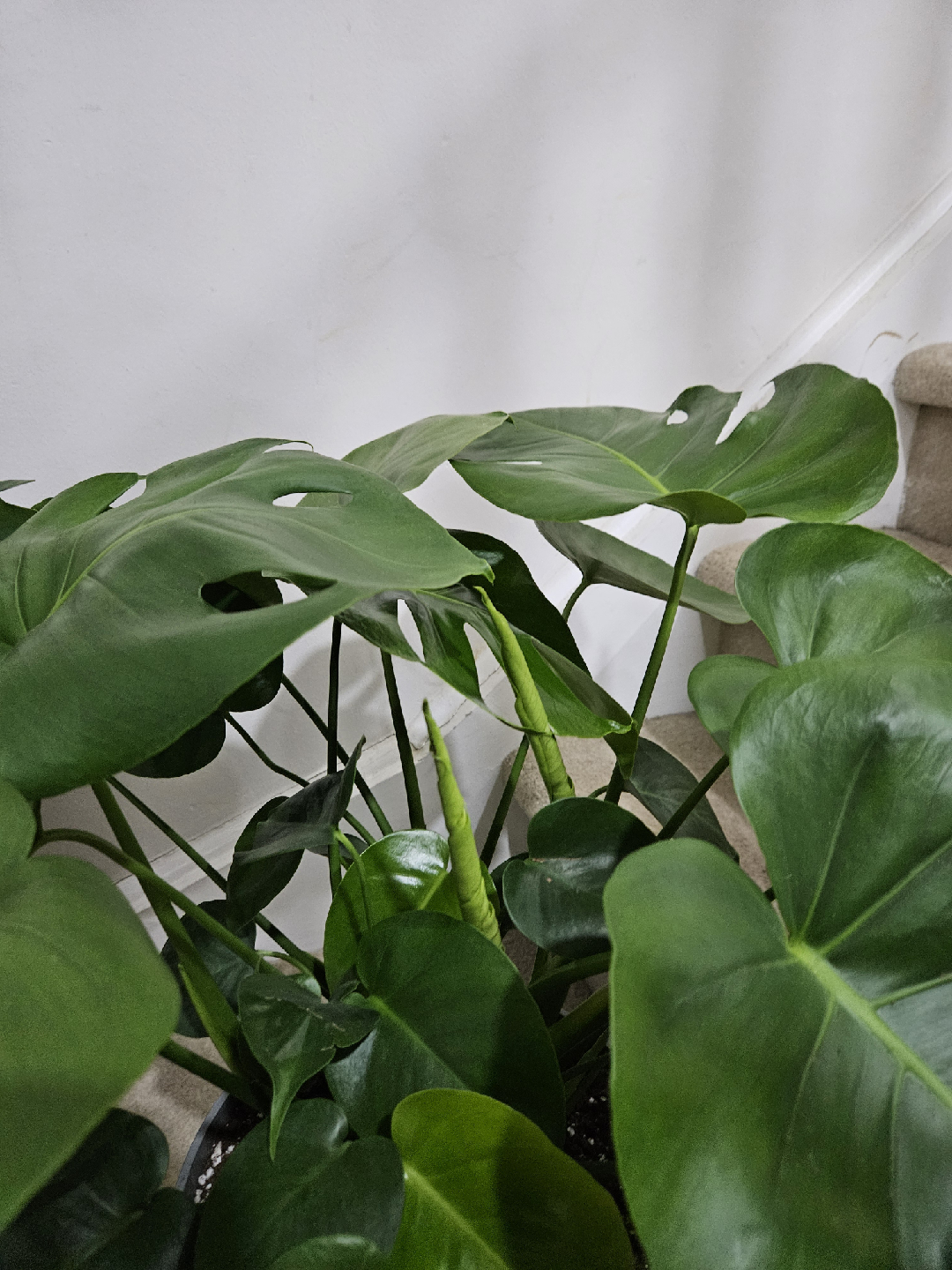 monstera 🥕 - photo 2