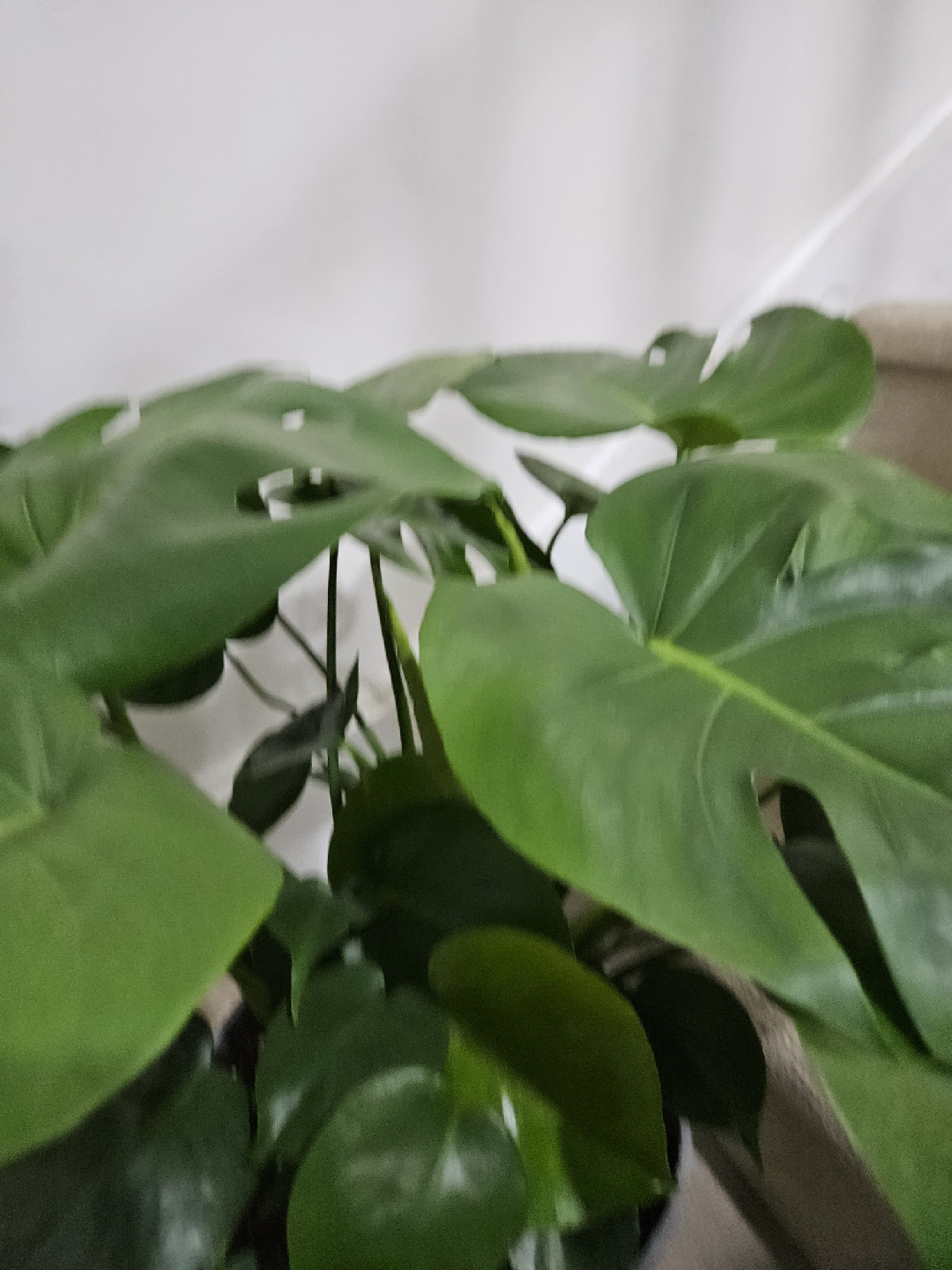 monstera 🥕 - photo 3