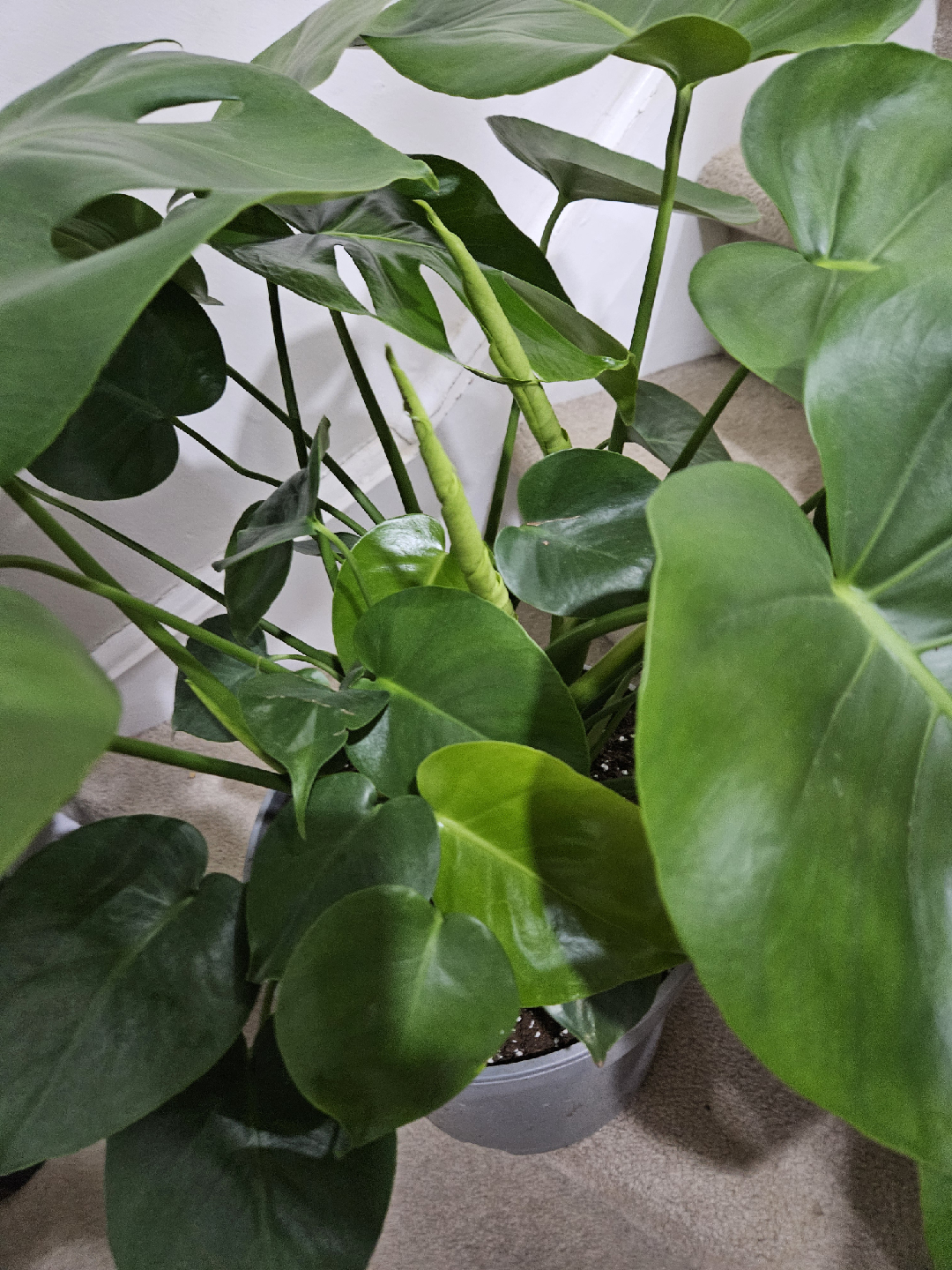 monstera 🥕 - photo 4