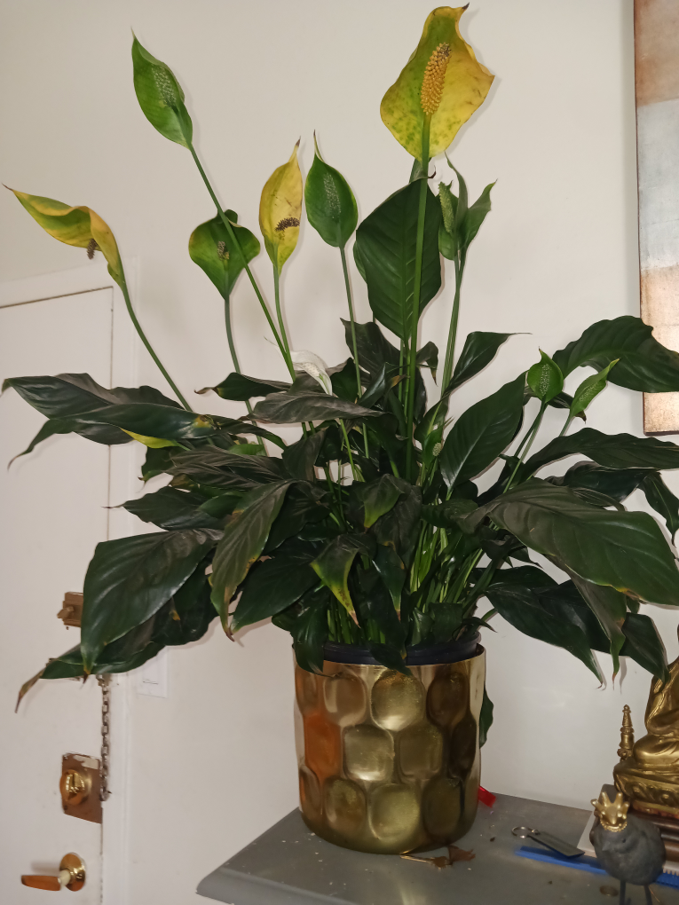 Peace Lily Plant