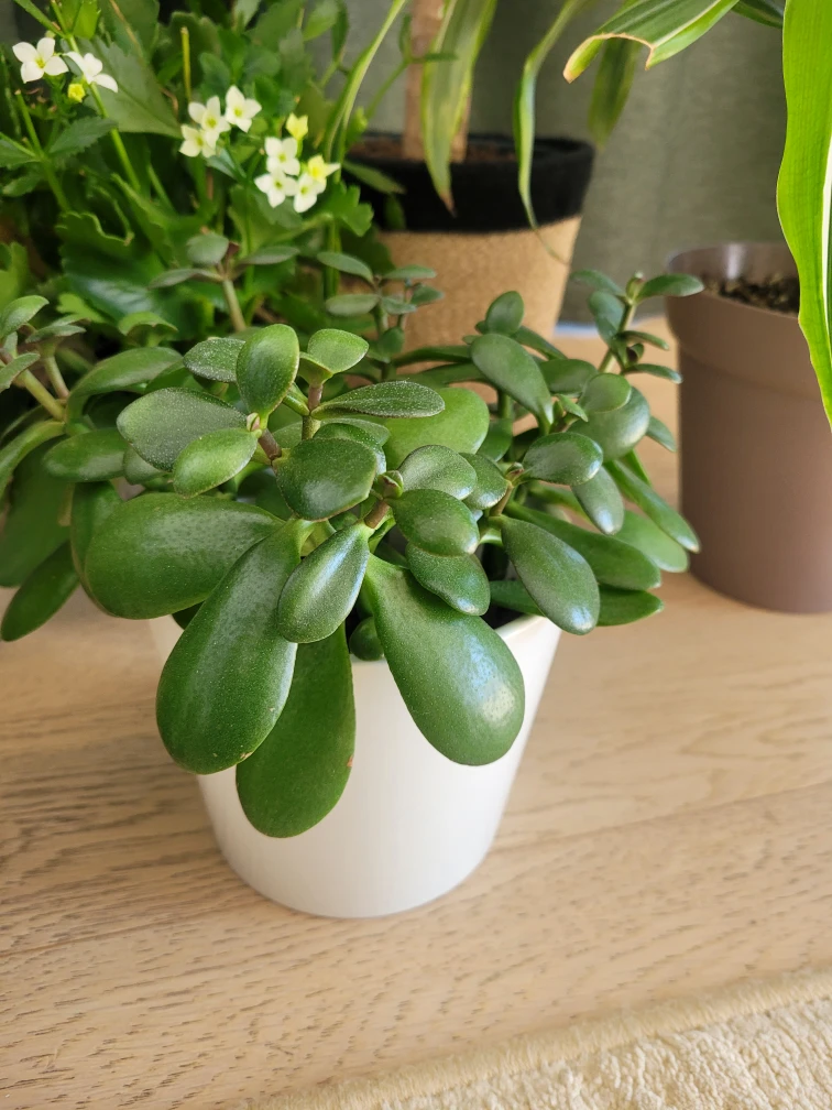 Beautiful healthy plants - photo 4