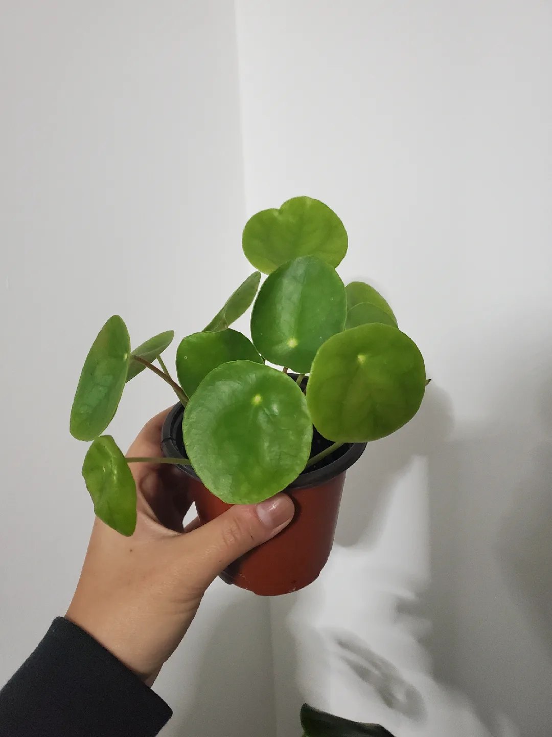 Pilea peperomioides (Chinese Money Plant) thumbnail