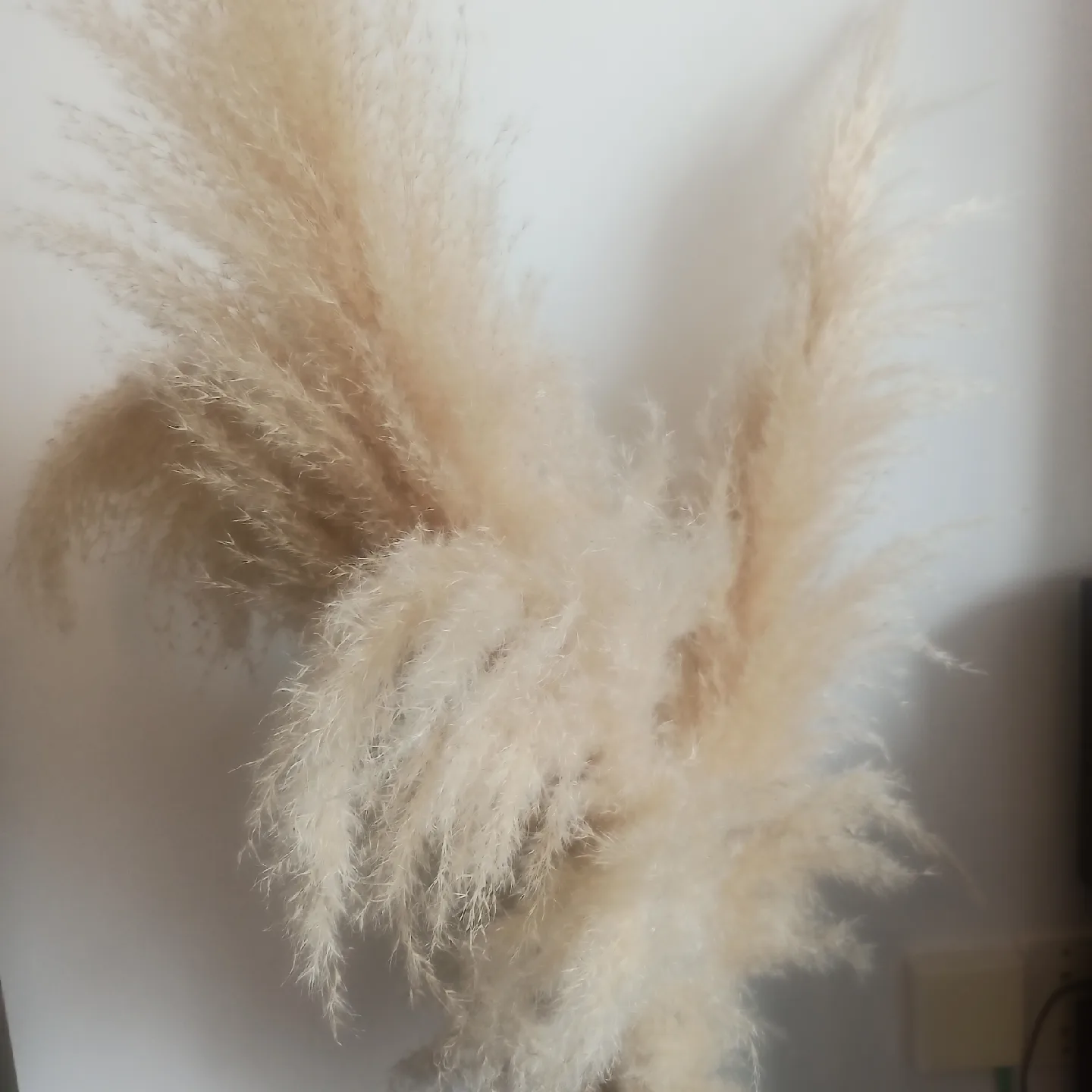 papas grass thumbnail