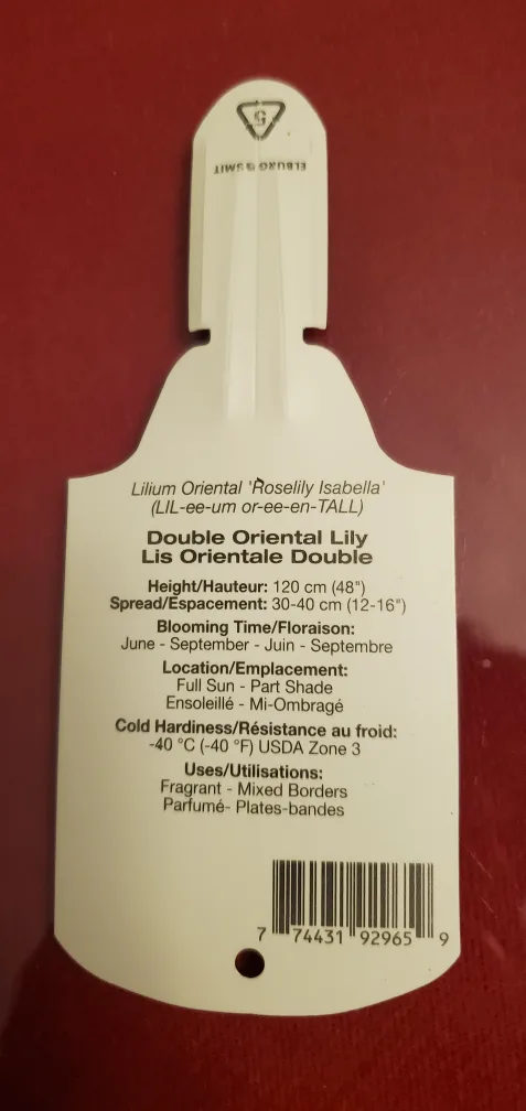 Double Oriental Lily image indicator(3)