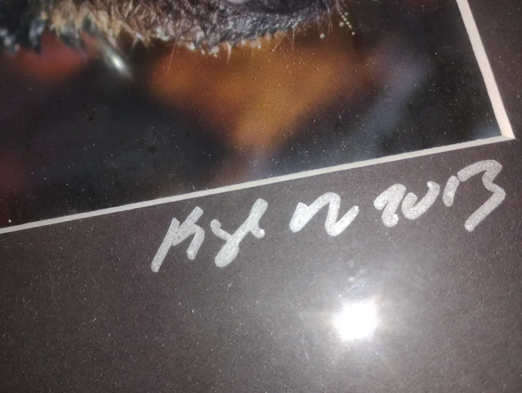 Framed Bear Print by Kyle N 2013 image indicator(3)