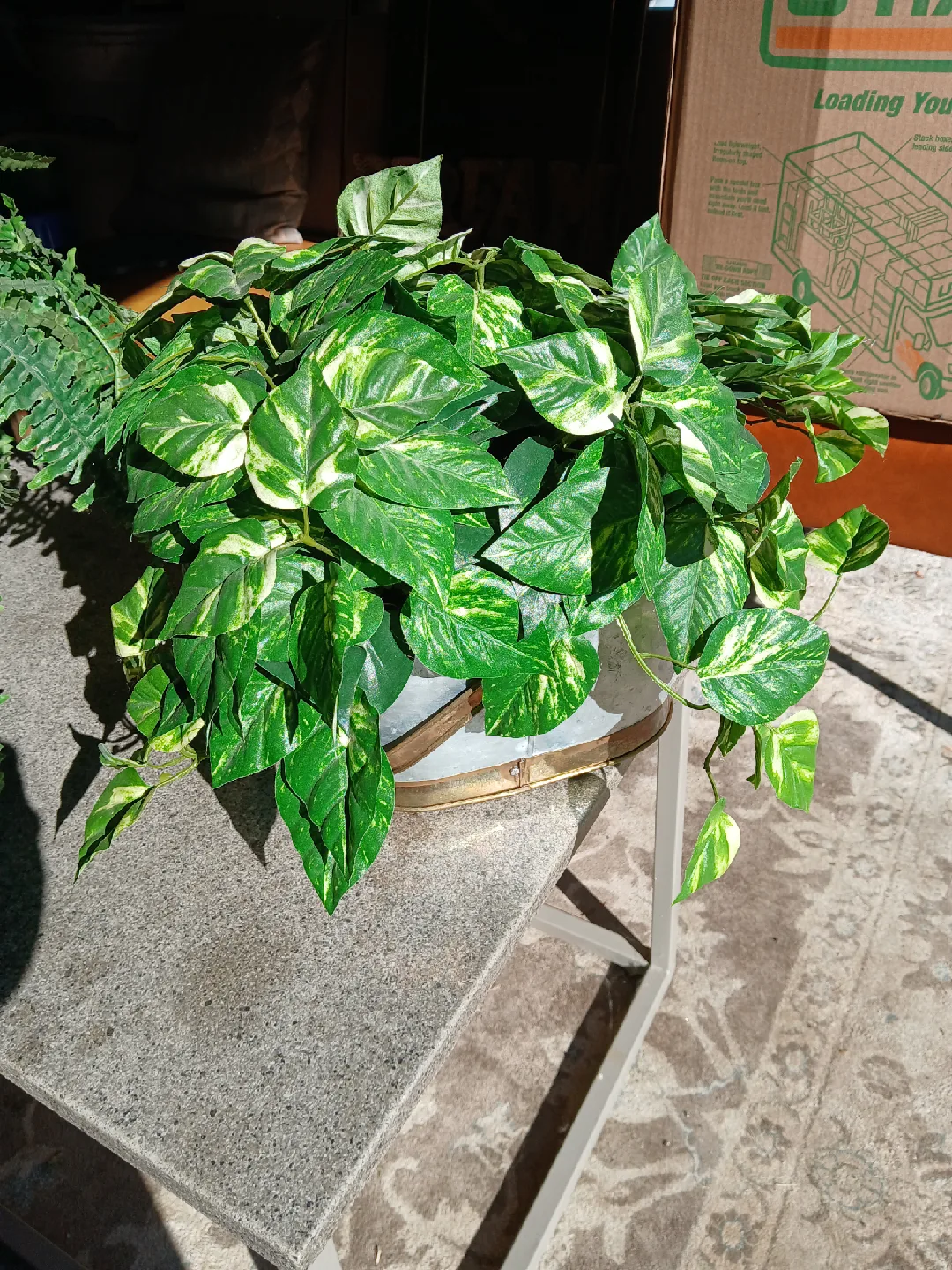 Faux plants image indicator(2)