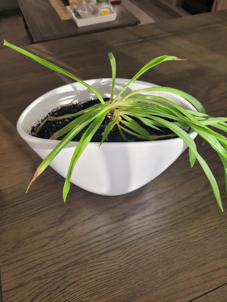 Spider Plant in White Pot thumbnail