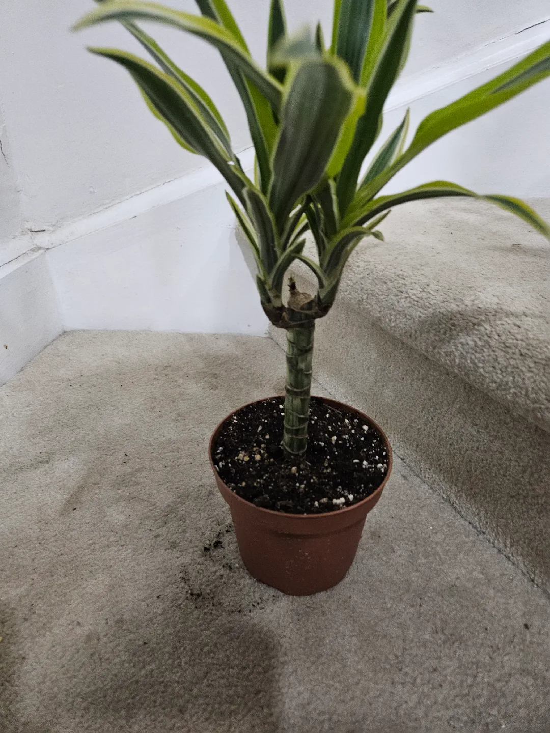 Dracaena plant in 4"pot 🧡 image indicator(2)