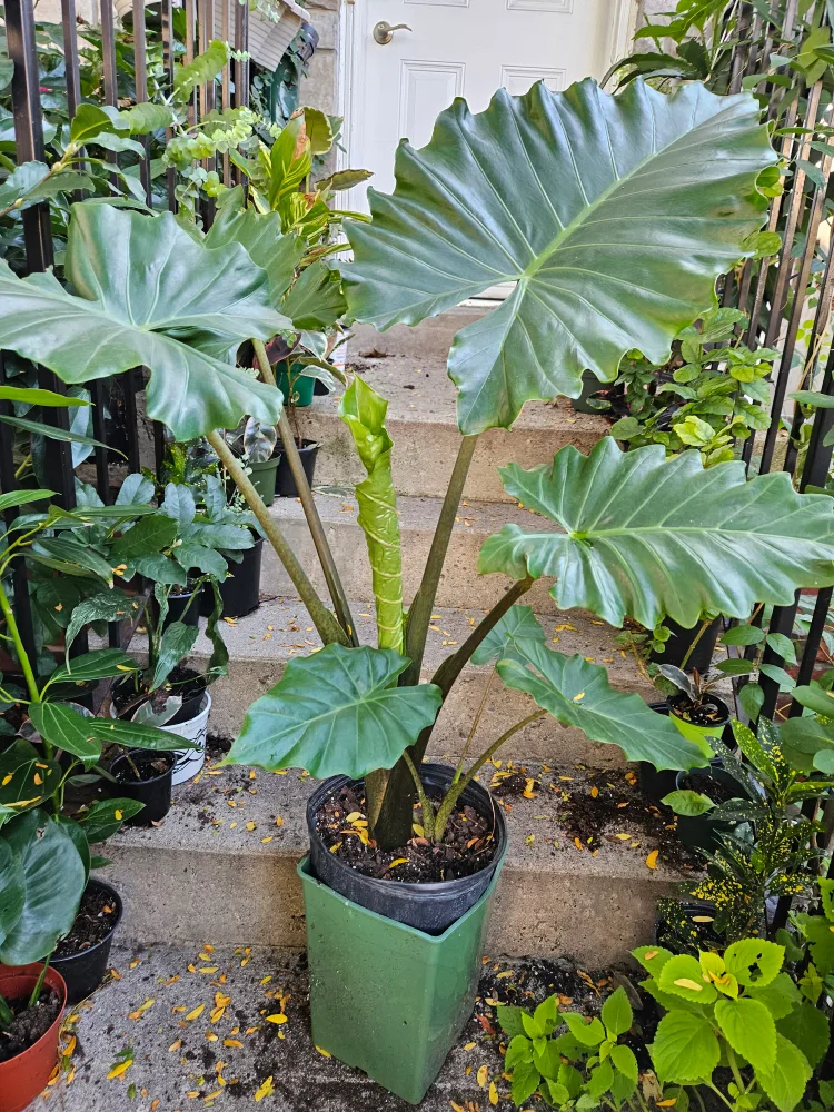 Elephant Ear Plant in 10"pot 🧡 image indicator(2)
