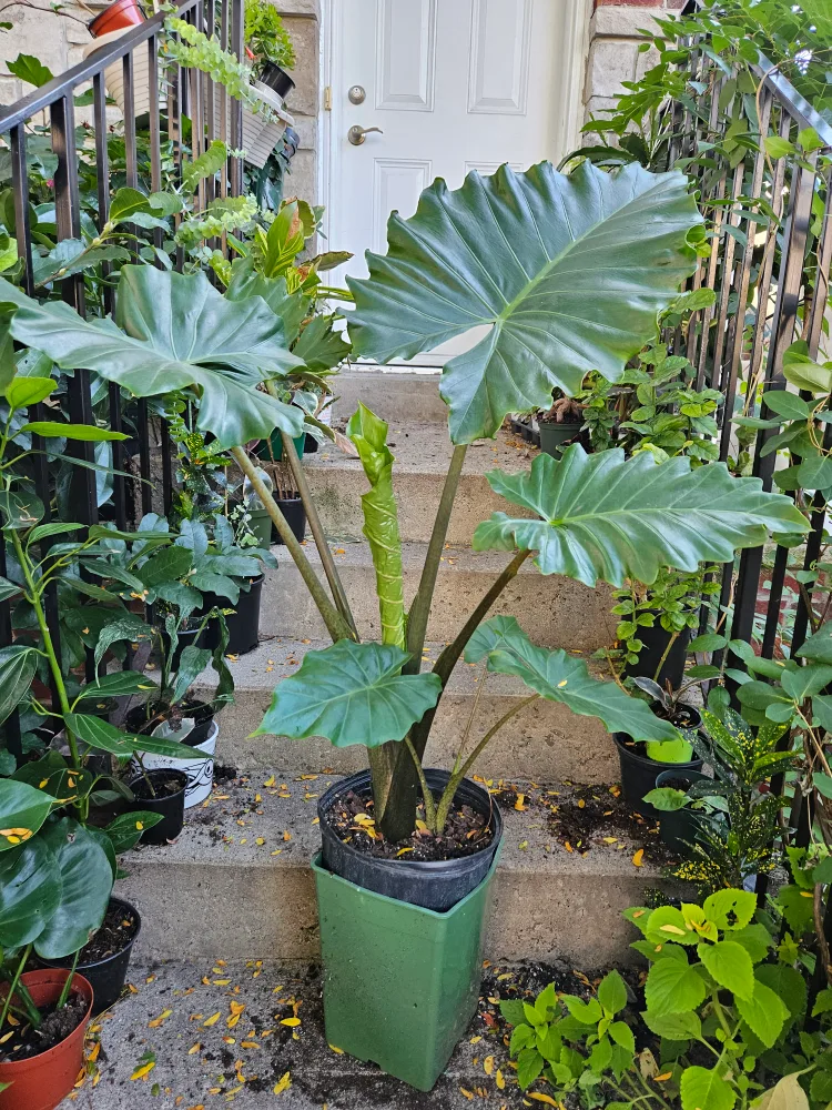 Elephant Ear Plant in 10"pot 🧡 image indicator(3)