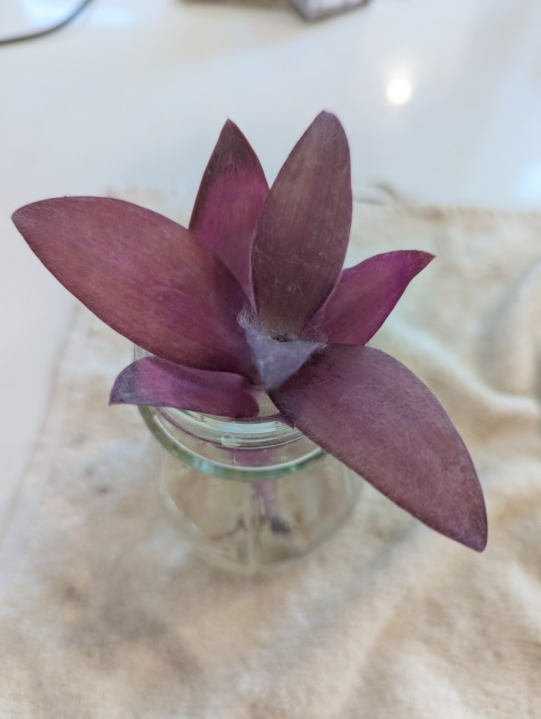 FREE Purple heart plant cutting
