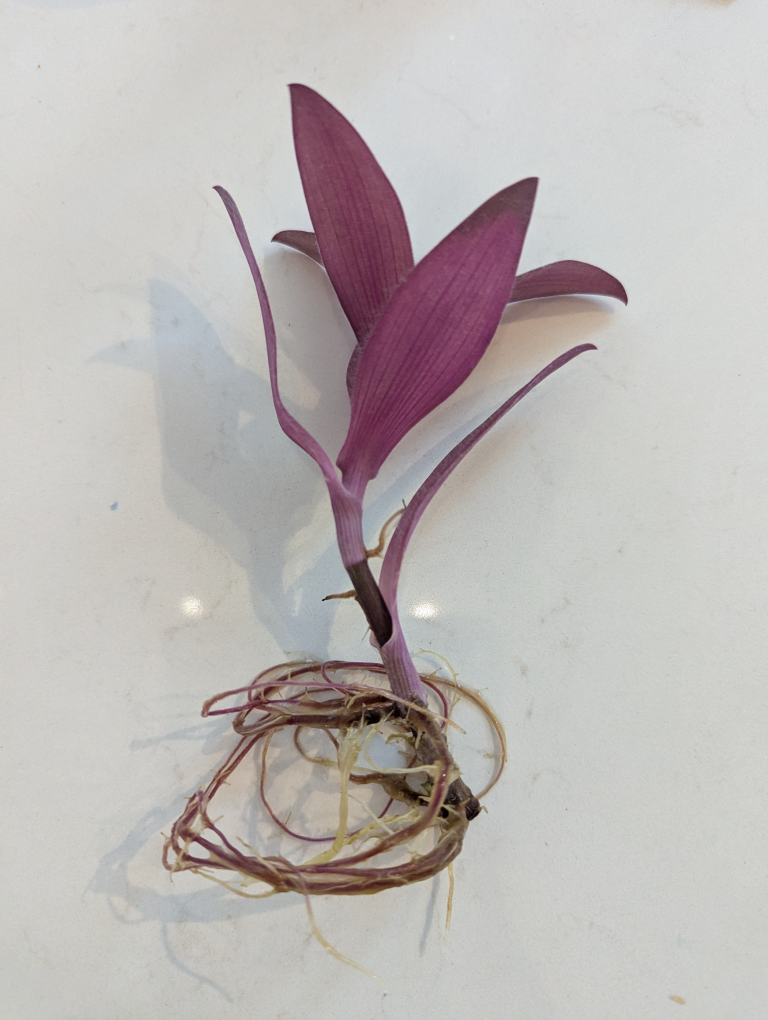FREE Purple heart plant cutting - photo 2