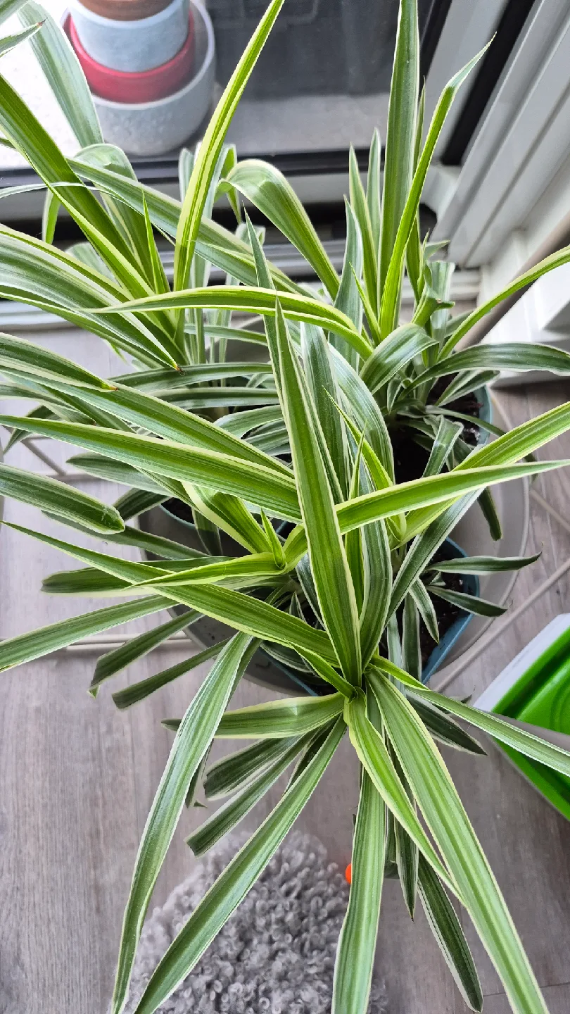 comment article thumbnail