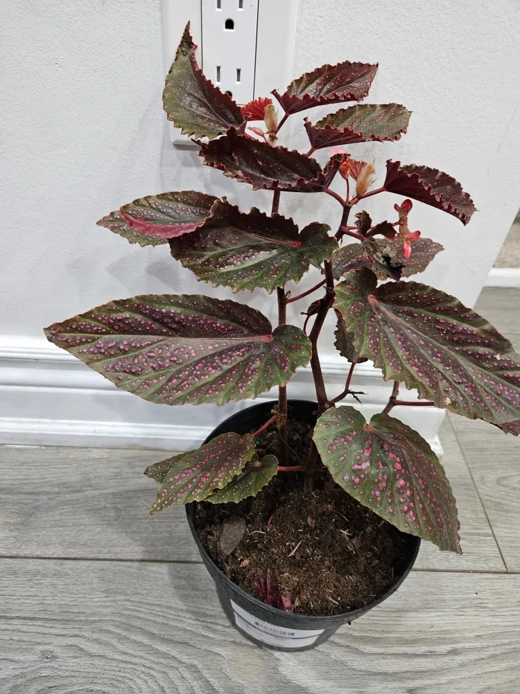 Begonia Plant image indicator(2)