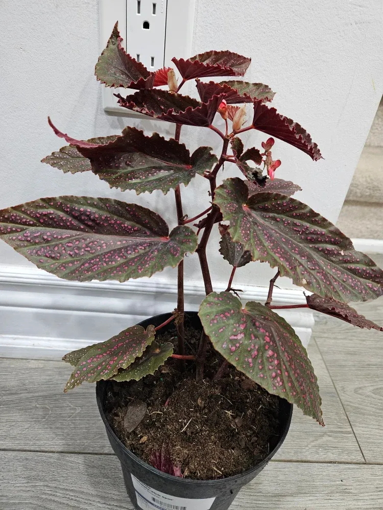 Begonia Plant image indicator(3)