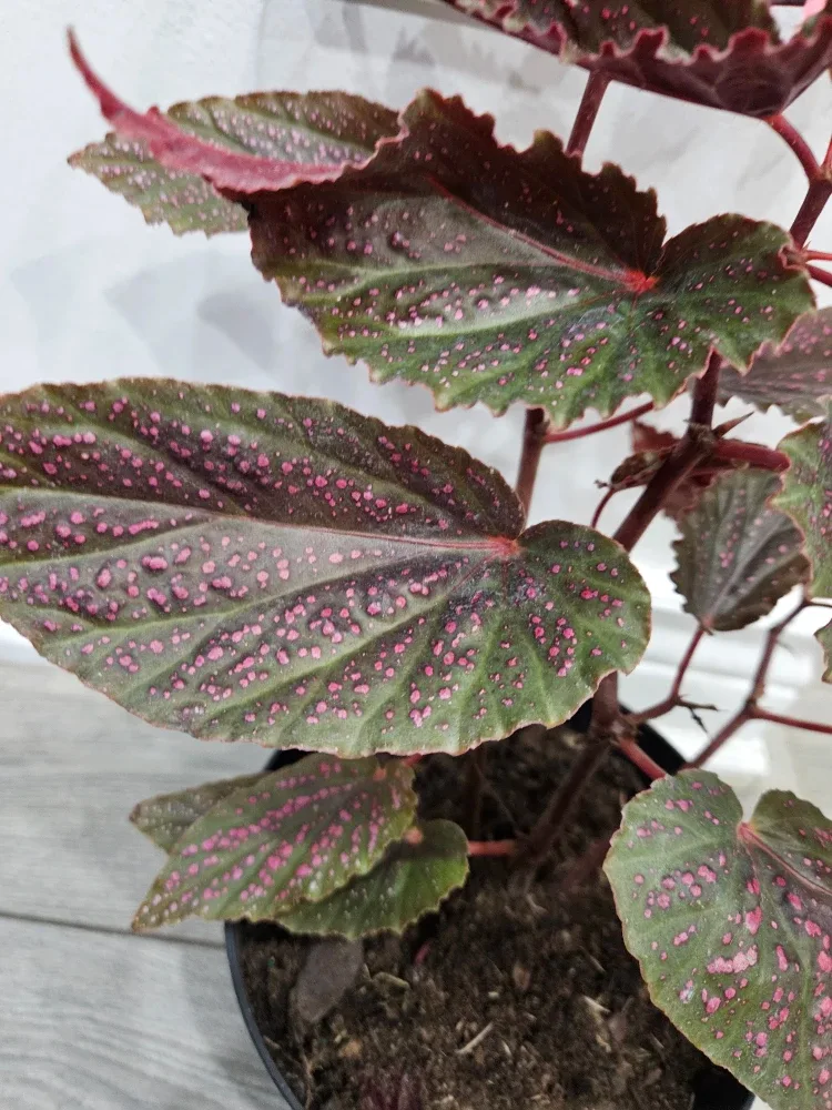 Begonia Plant image indicator(4)