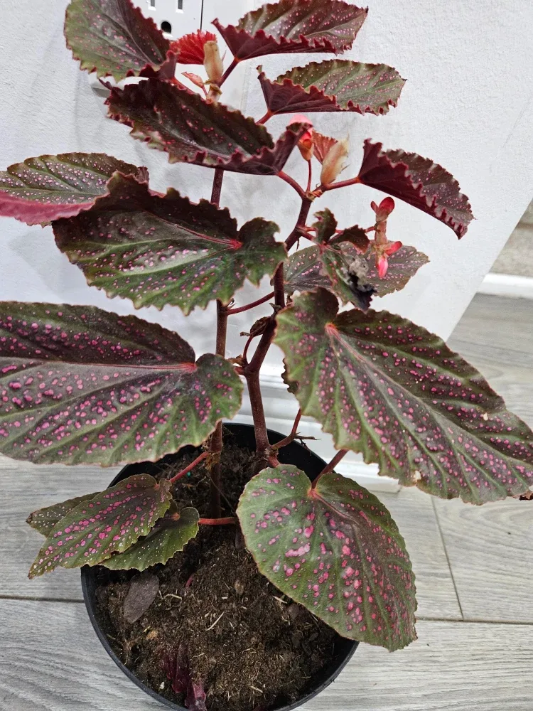 Begonia Plant image indicator(5)