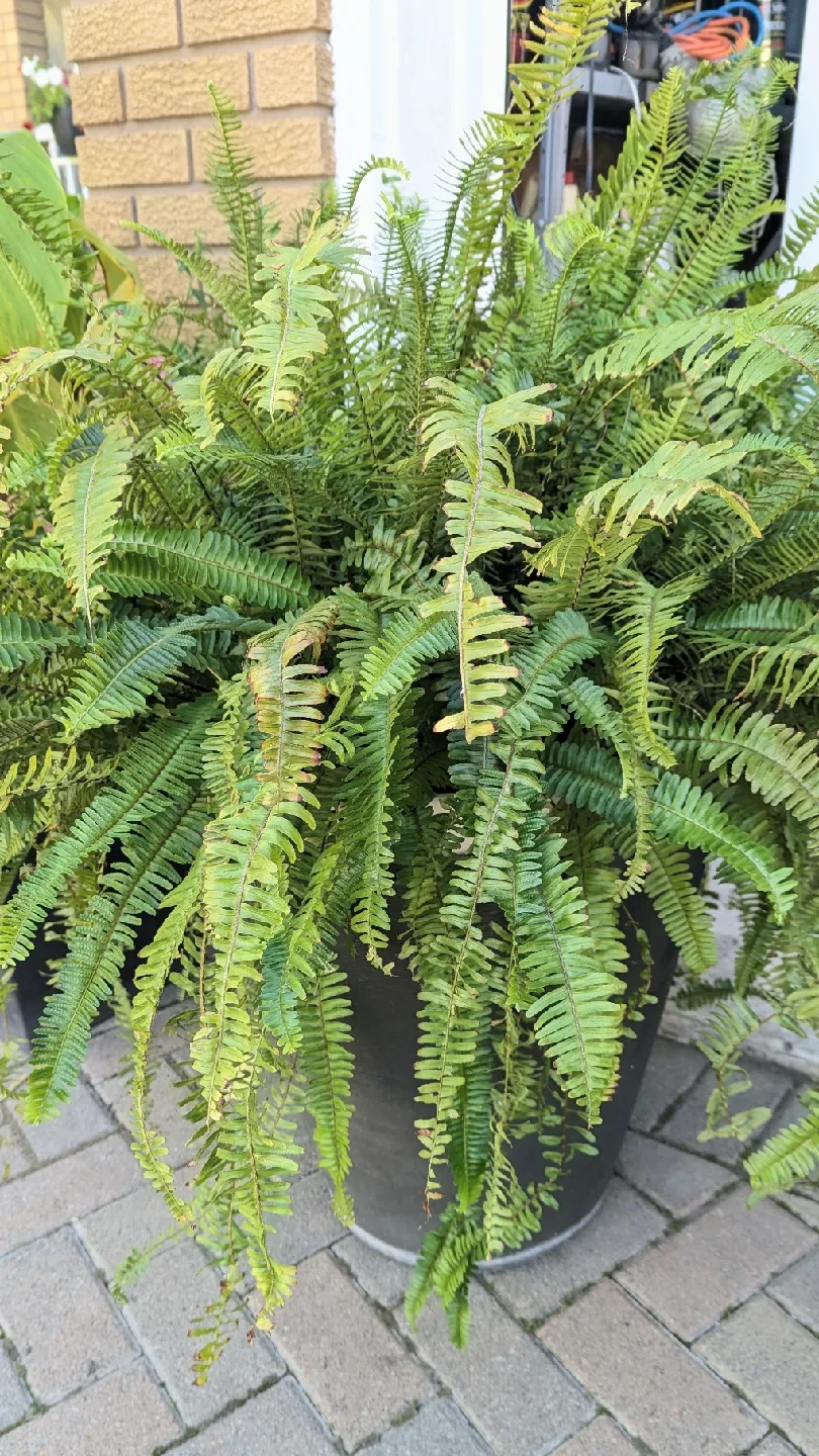 beautiful Extra large indoor fern house plant thumbnail
