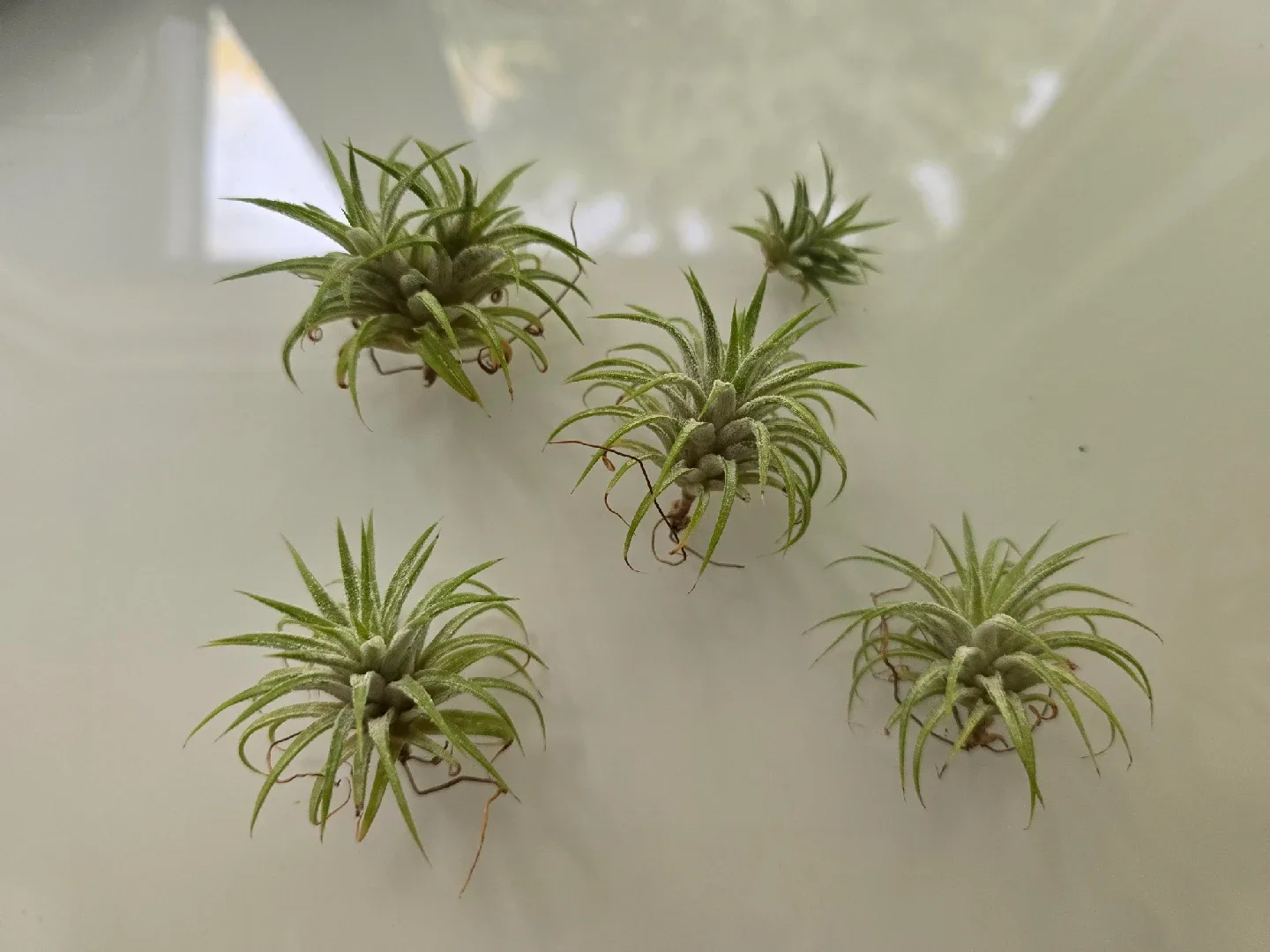 Various Airplants and Holders image indicator(9)