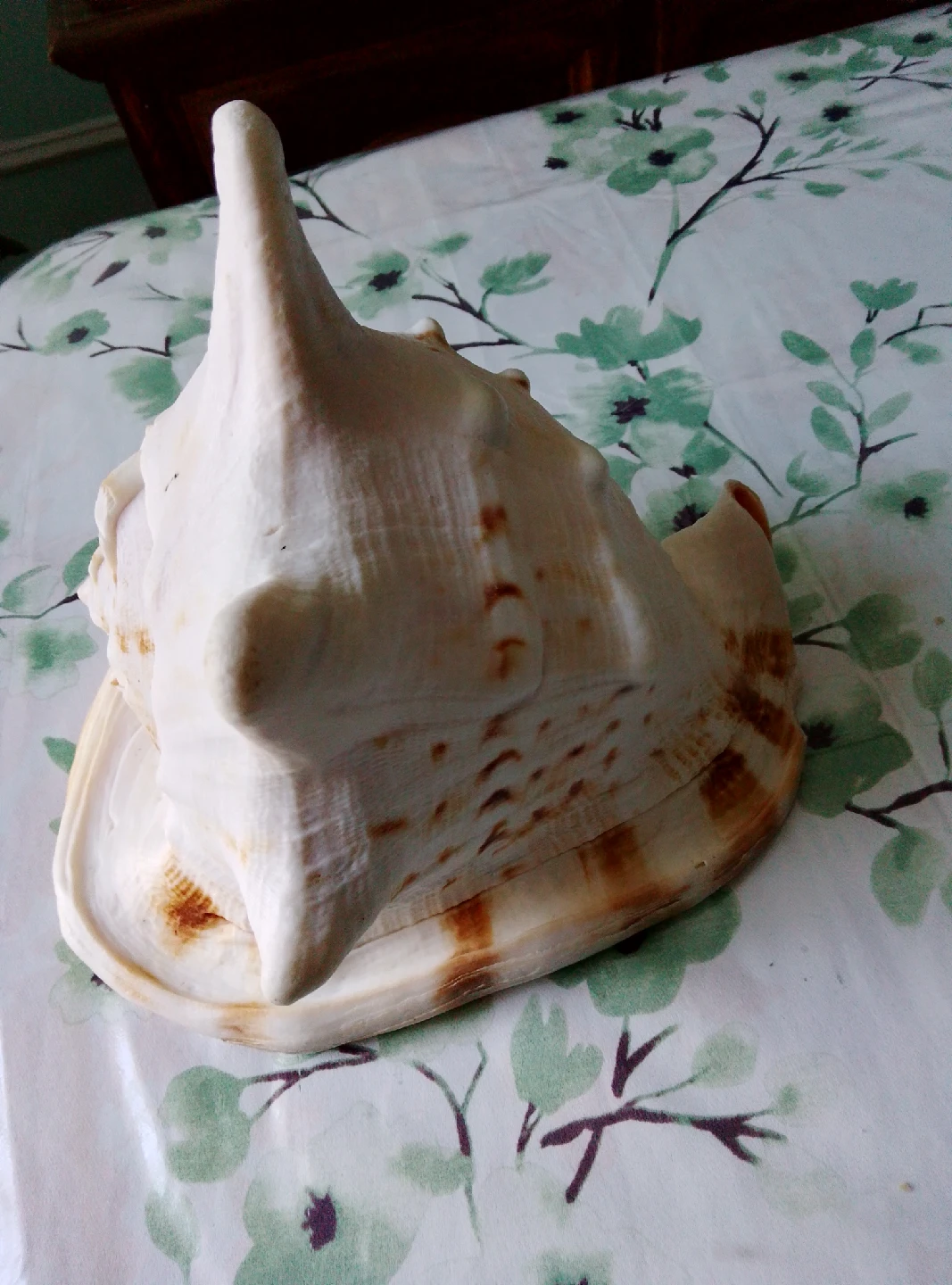 Large Conch Seashell - photo 2