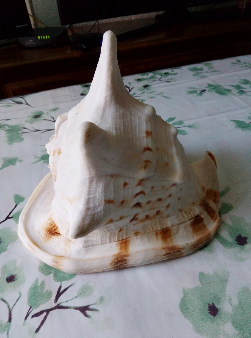 Large Conch Seashell - photo 3