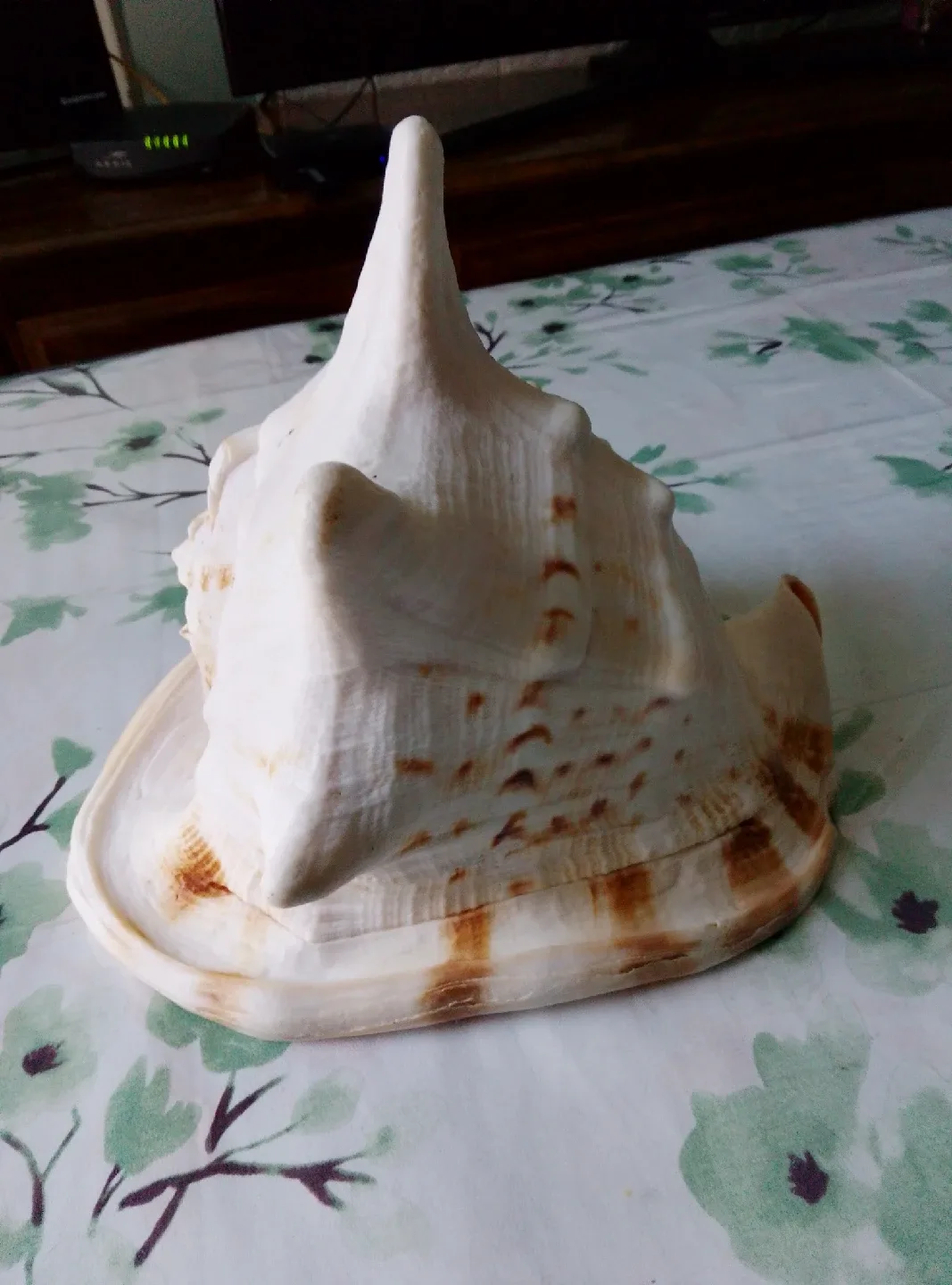 Large Conch Seashell image indicator(3)