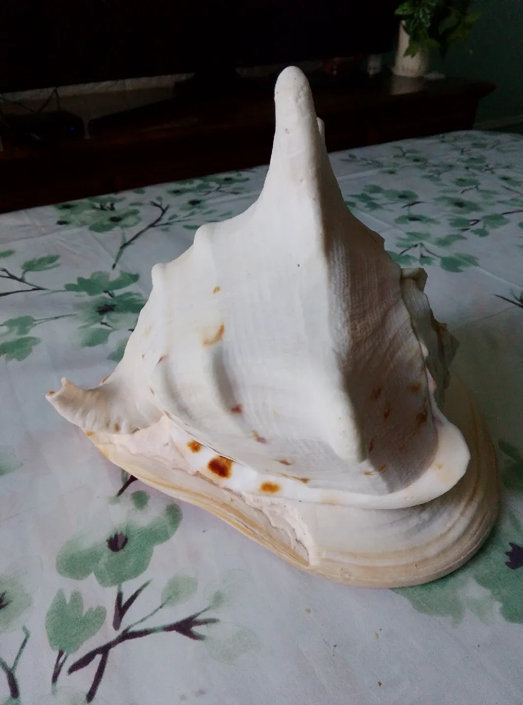 Large Conch Seashell image indicator(6)