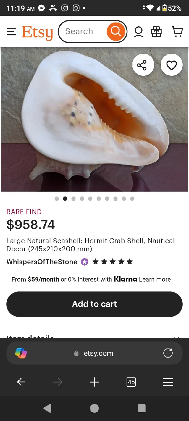 Large Conch Seashell image indicator(10)