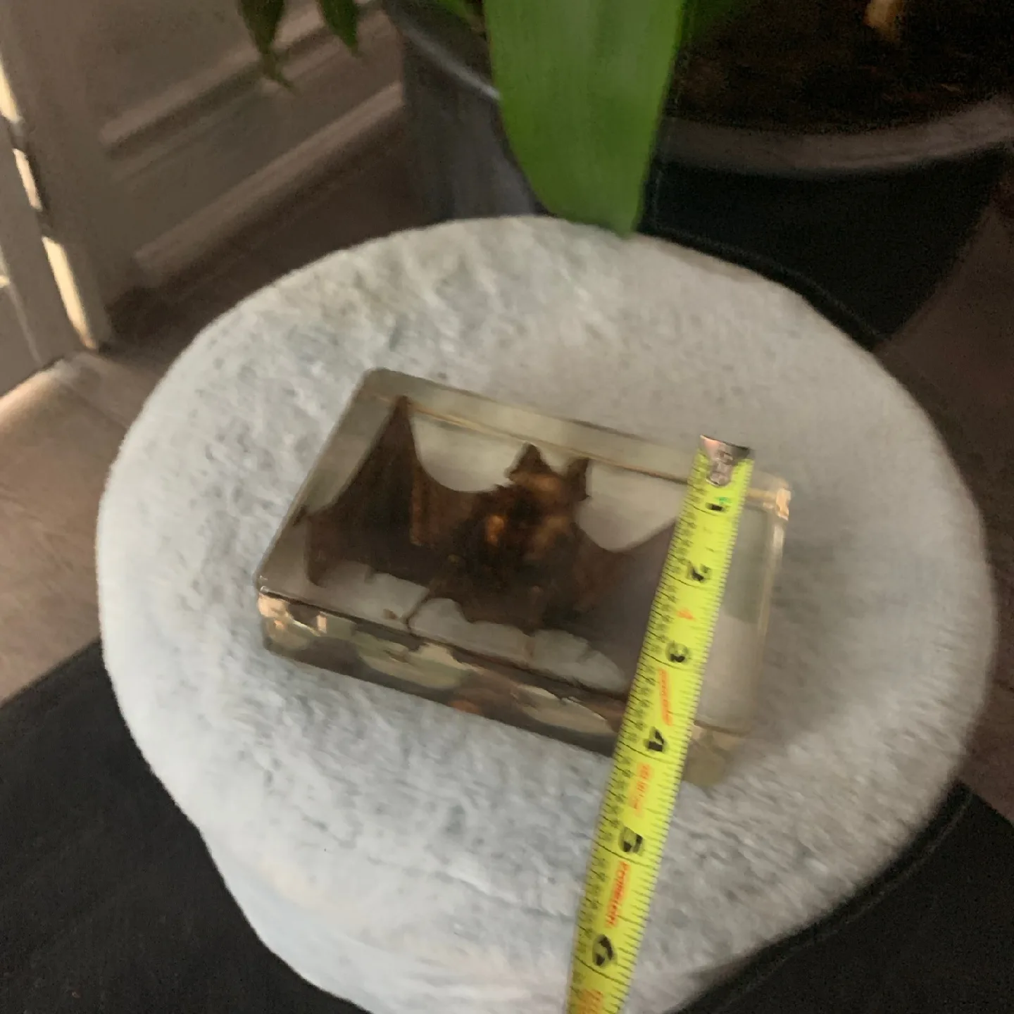 Bat Specimen in Lucite image indicator(4)