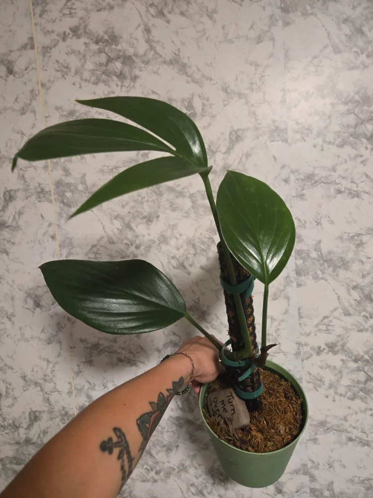 Assorted House Plants image indicator(6)