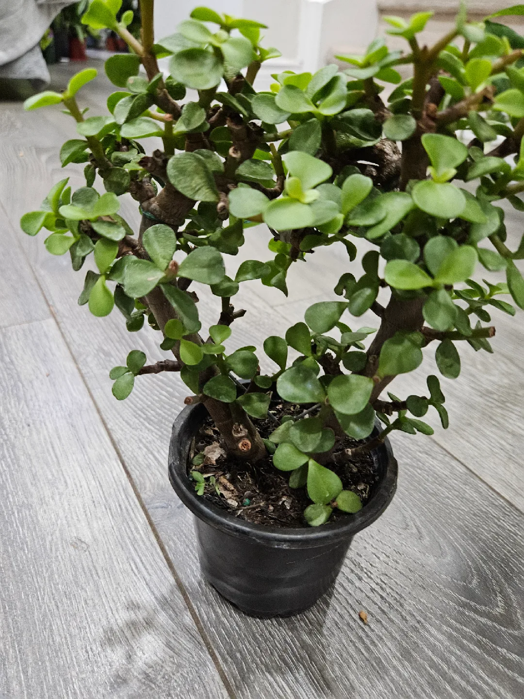 Small Potted Jade Plant in heart shape 🥕 image indicator(3)