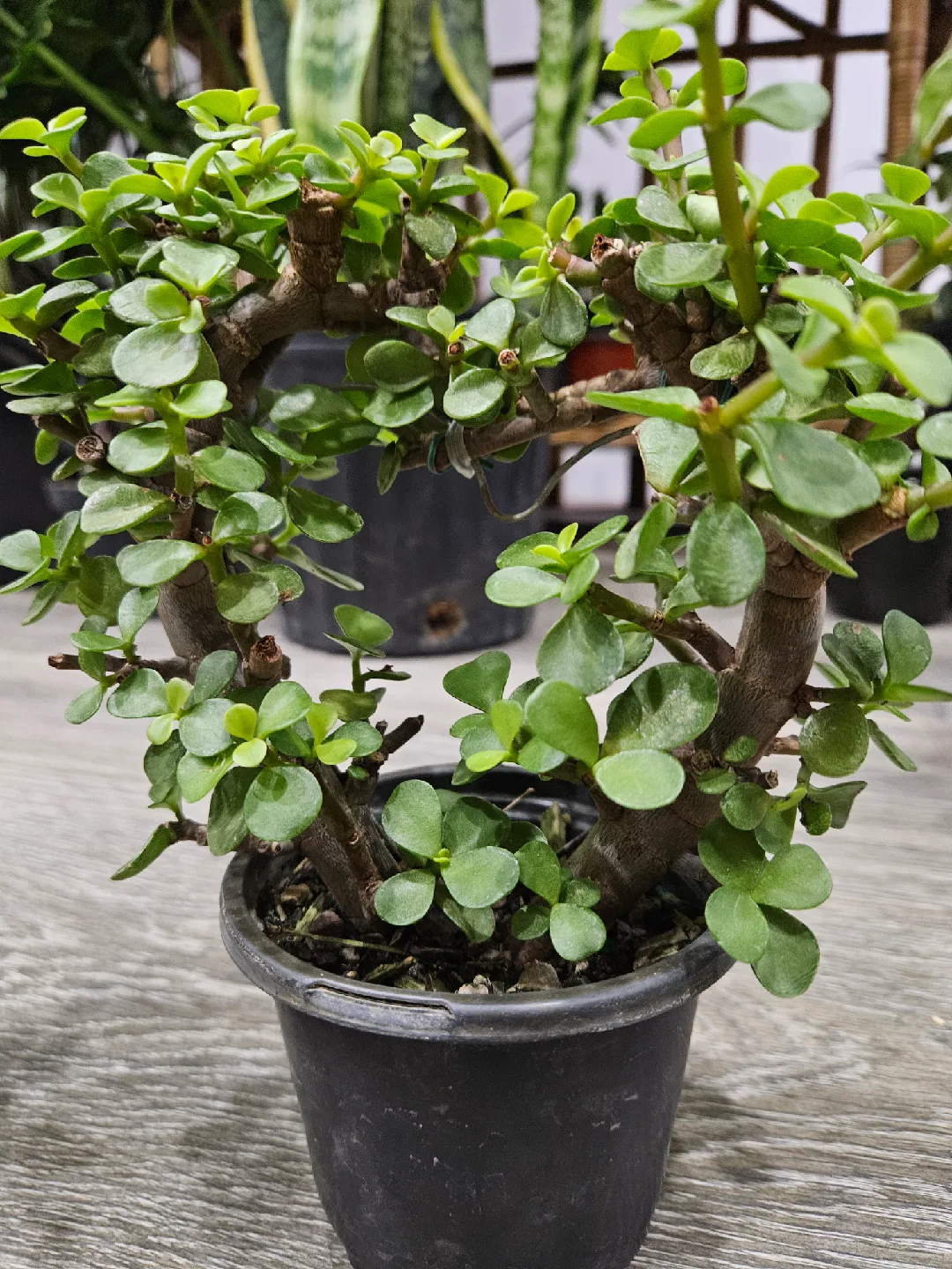 Small Potted Jade Plant in heart shape 🥕 image indicator(4)