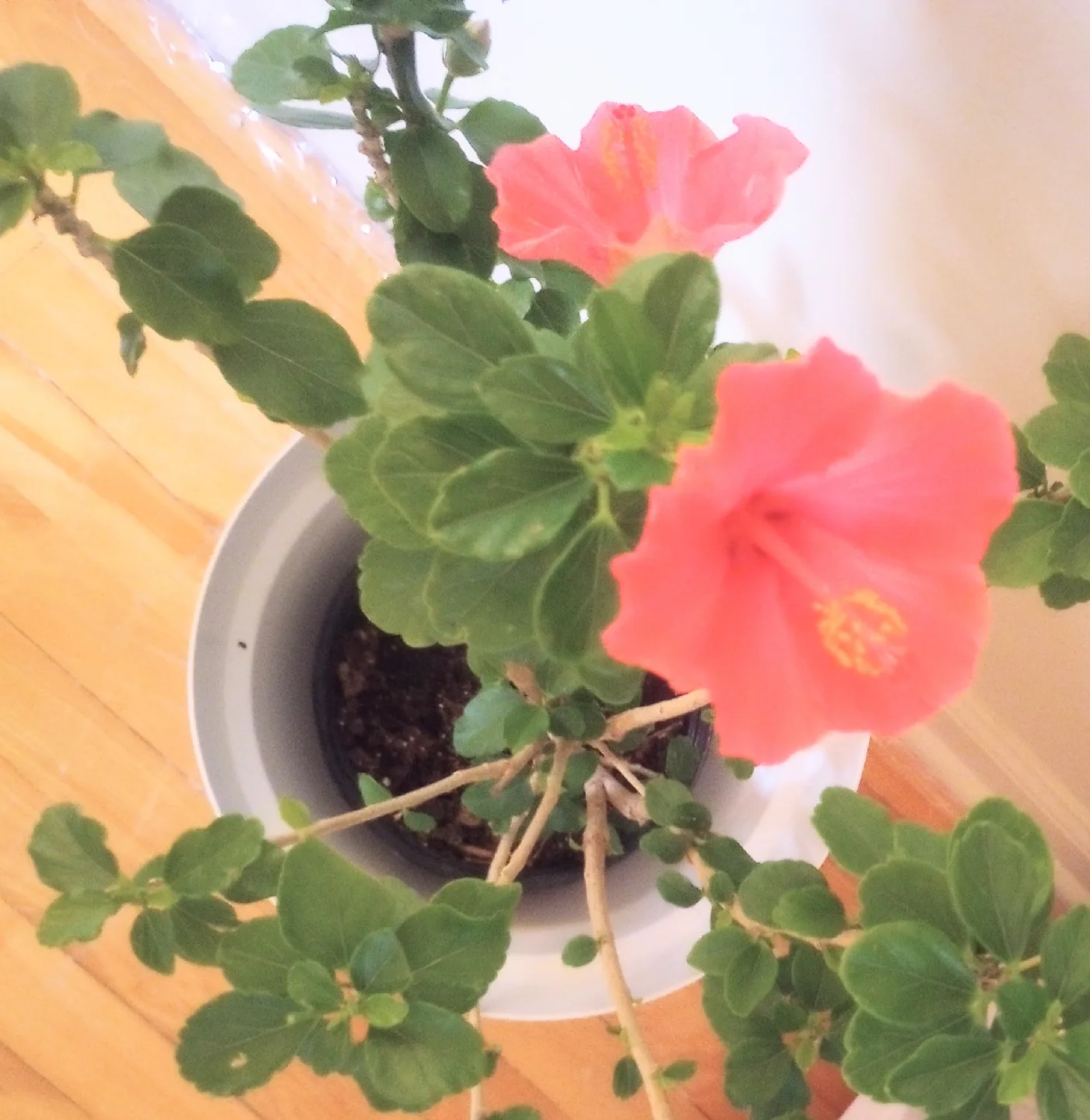 TROPICAL - Hibiscus Plant thumbnail