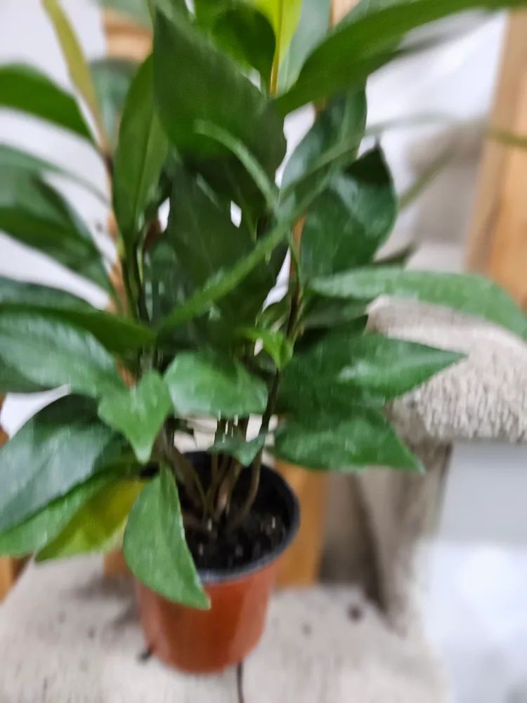 adisia Plant image indicator(2)