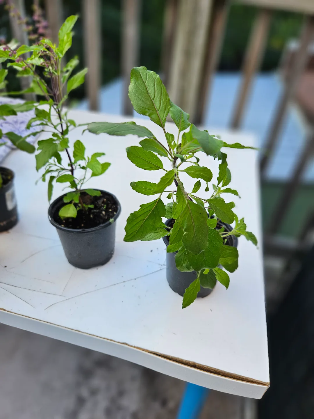 tulsi 🧡 image indicator(3)