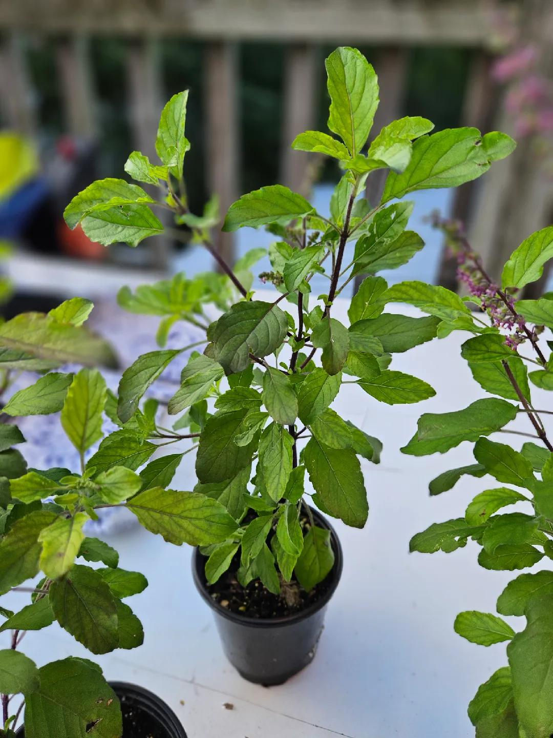 tulsi 🧡 image indicator(4)